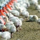 Pollos en una granja avícola