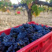 Durante la vendimia, se han recolectado más de 123.000 kilos de uva moristel.