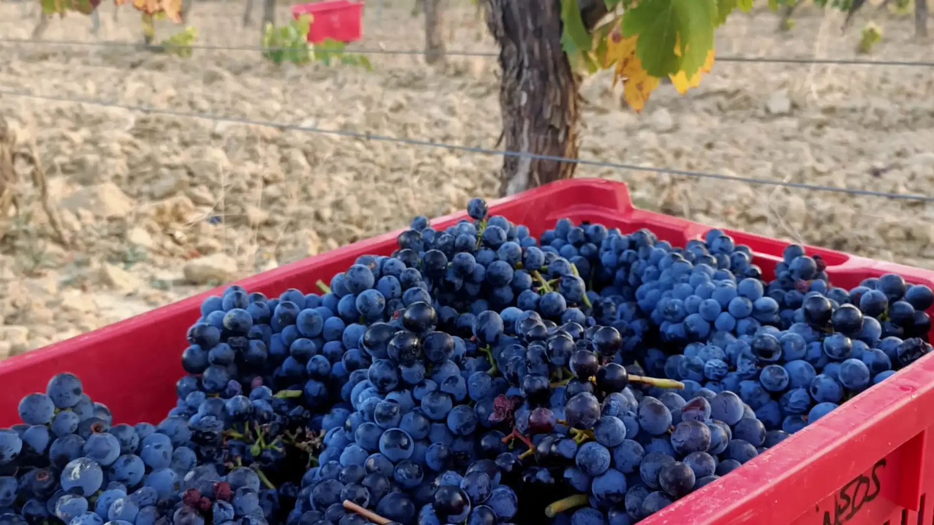 Durante la vendimia, se han recolectado más de 123.000 kilos de uva moristel.