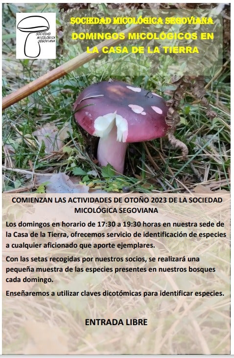 Expectación ante las próximas lluvias para la recolección de setas, hongos y níscalos en el período otoñal Expectación ante las próximas lluvias para la recolección de setas, hongos y níscalos en el período otoñal