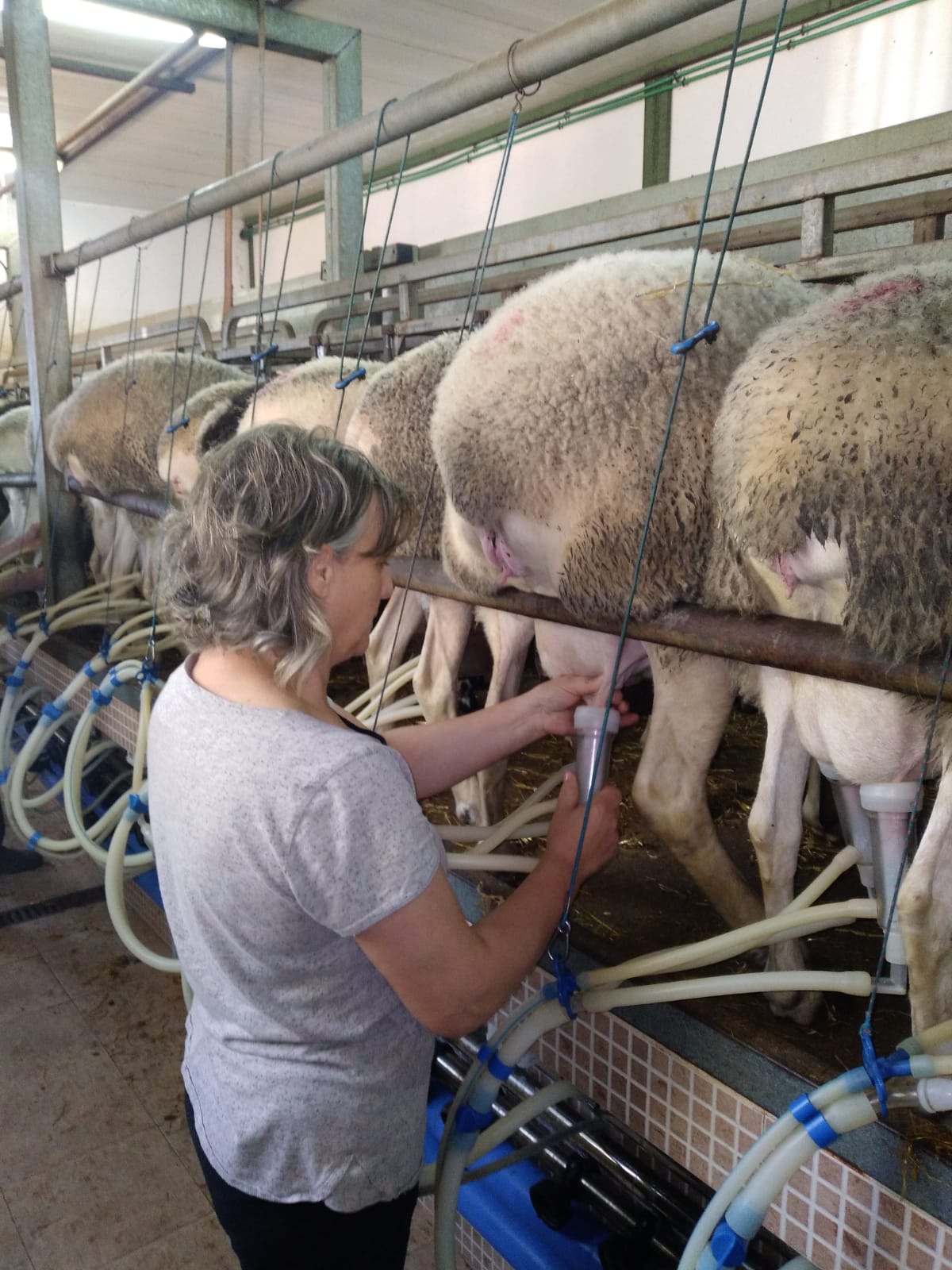 "Satisfecha y feliz" así se siente la ganadera de Cinco Casas que este lunes será premiada con motivo del Día Internacional de la Mujer Rural "Satisfecha y feliz" así se siente la ganadera de Cinco Casas que este lunes será premiada con motivo del Día Internacional de la Mujer Rural