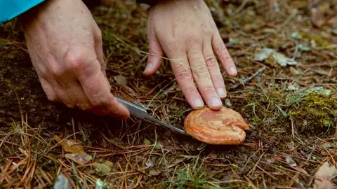 Hay que coger las setas de forma adecuada Hay que coger las setas de forma adecuada