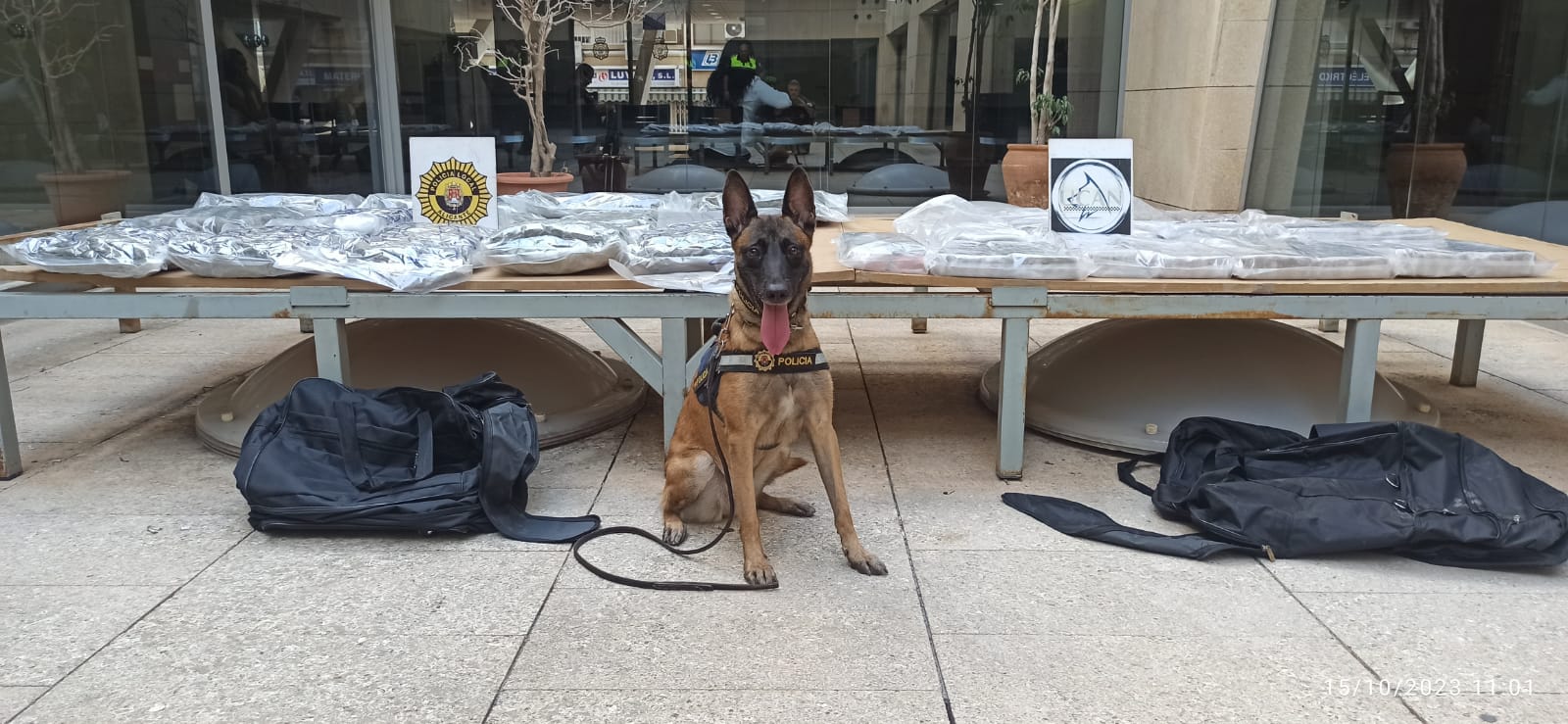 Una perra de la Policía Local de Alicante descubre 11 kilos de marihuana dentro de una maleta Una perra de la Policía Local de Alicante descubre 11 kilos de marihuana dentro de una maleta