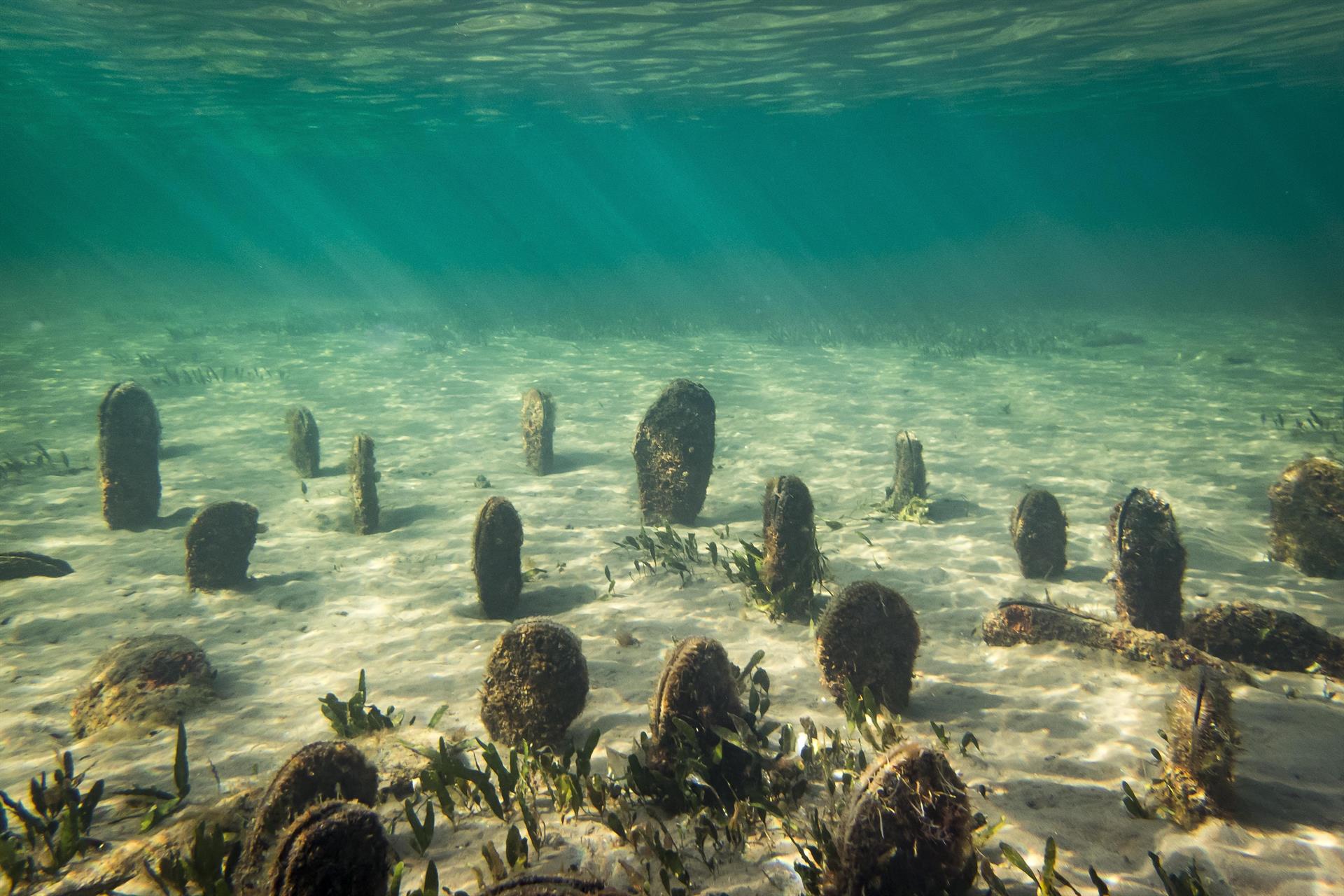 Prohíben el fondeo de embarcaciones en cuatro zonas del Mar Menor para la protección de la nacra común Prohíben el fondeo de embarcaciones en cuatro zonas del Mar Menor para la protección de la nacra común