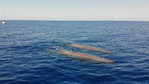 Dos cachalotes nada juntos en aguas de Baleares