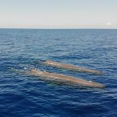 Dos cachalotes nada juntos en aguas de Baleares