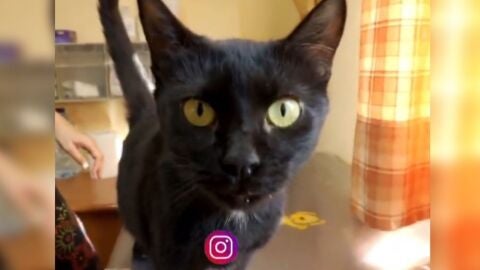 Adopta en JELO: Urona, una peque&ntilde;a gatita negra