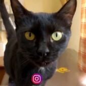 Urona, una pequeña gatita negra que busca un nuevo hogar