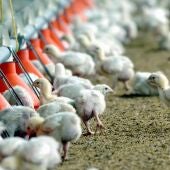 Europa se convierte en el epicentro de la gripe aviar