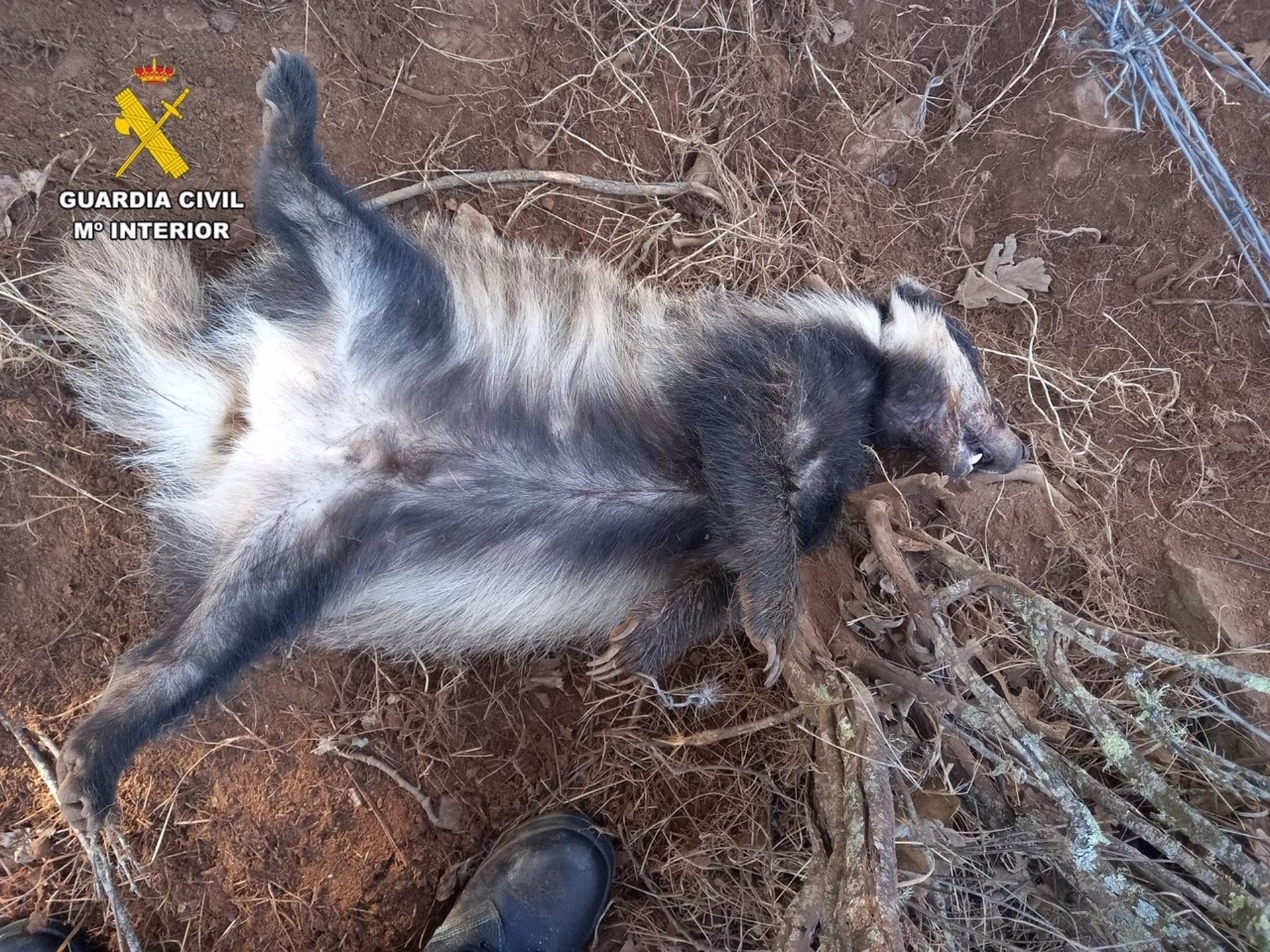 Dos detenidos en Berzocana por usar lazos metálicos para cazar y sorprendido un furtivo en un coto de Monterrubio de la Serena Dos detenidos en Berzocana por usar lazos metálicos para cazar y sorprendido un furtivo en un coto de Monterrubio de la Serena