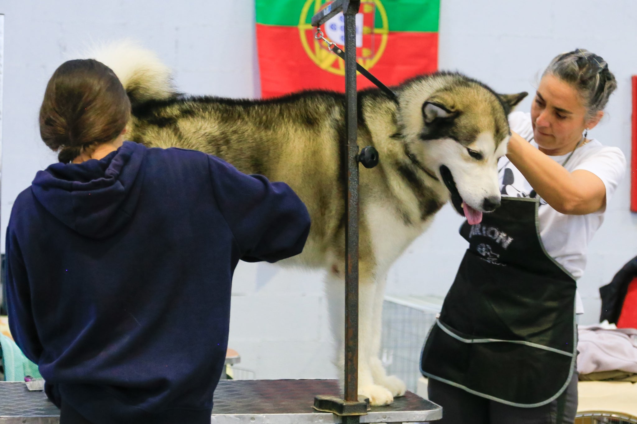 Unos 800 perros participarán este fin de semana en la II Exposición Nacional y I Internacional canina en Mérida Unos 800 perros participarán este fin de semana en la II Exposición Nacional y I Internacional canina en Mérida