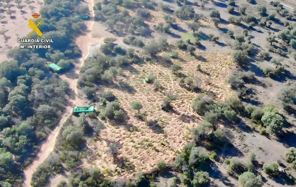 La Guardia Civil desmantela una plantación con cerca de 1400 plantas de marihuana en Villar del Pedroso La Guardia Civil desmantela una plantación con cerca de 1400 plantas de marihuana en Villar del Pedroso