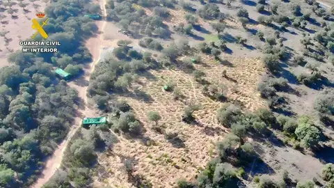 La Guardia Civil desmantela una plantación con cerca de 1400 plantas de marihuana en Villar del Pedroso La Guardia Civil desmantela una plantación con cerca de 1400 plantas de marihuana en Villar del Pedroso