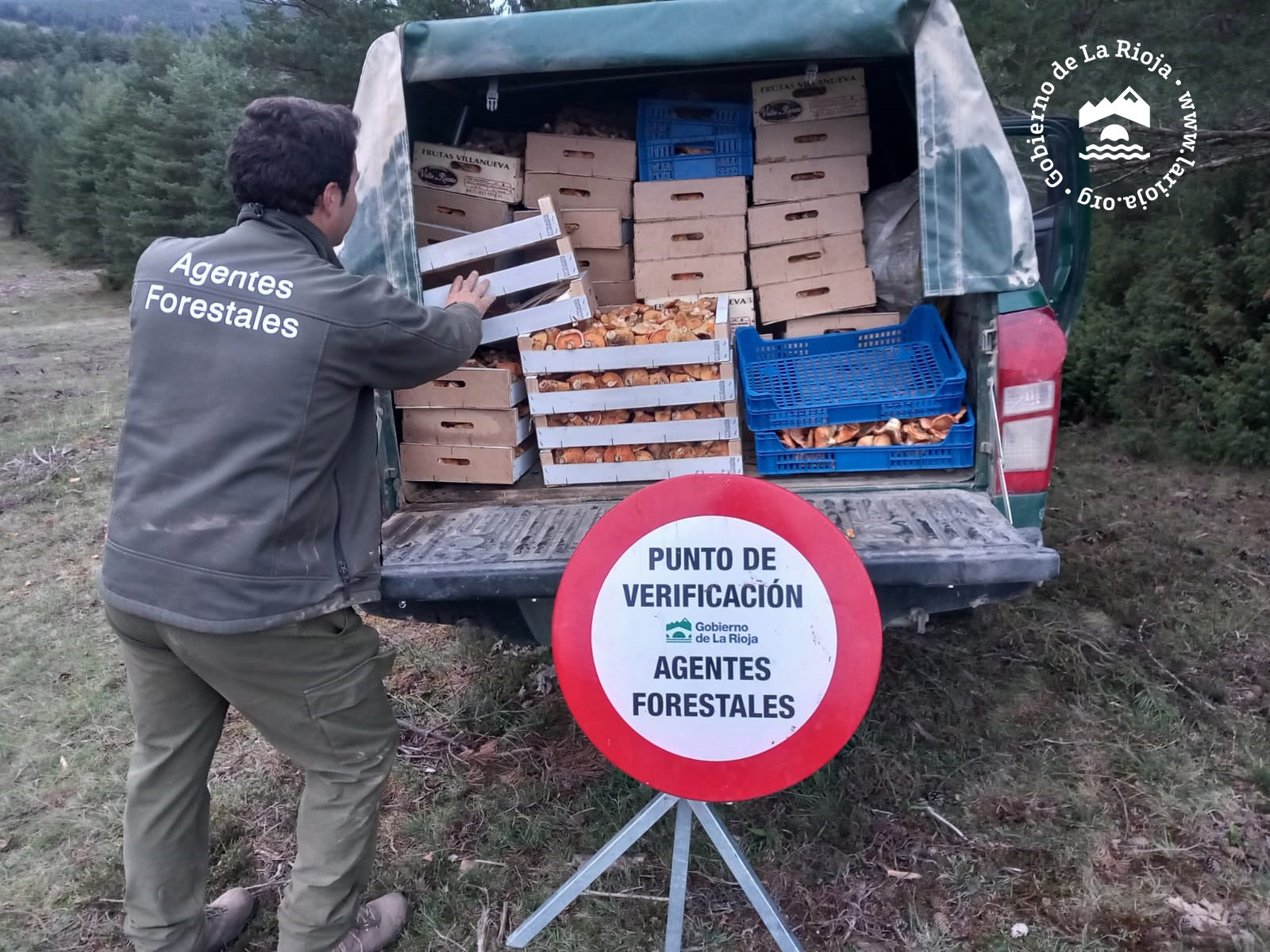Decomisan 400 kilos de níscalos en Lumbreras Decomisan 400 kilos de níscalos en Lumbreras