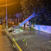 El viento provocó la caída de este árbol en Ciudad Real El viento provocó la caída de este árbol en Ciudad Real
