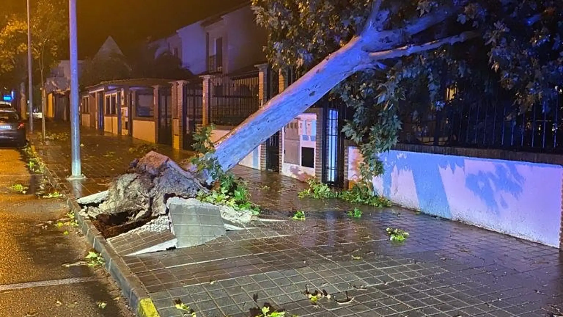 El viento provocó la caída de este árbol en Ciudad Real