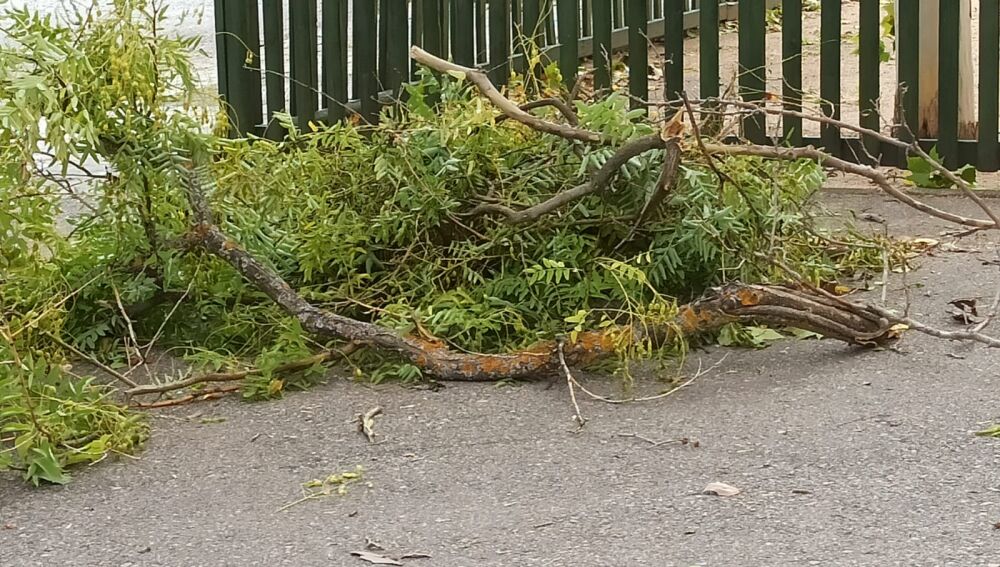 Caída de ramas en Ciudad Real