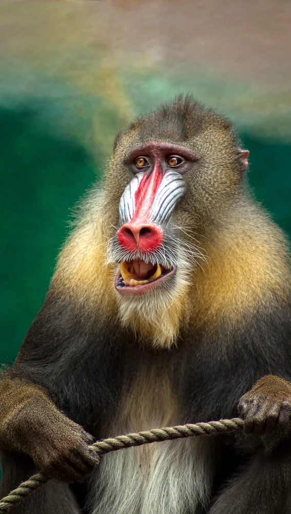 Fauna Salvaje Fauna Salvaje