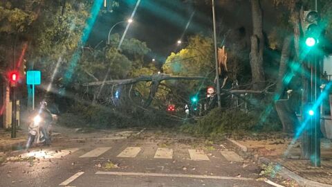 &Aacute;rboles ca&iacute;dos en la Av. del Brillante