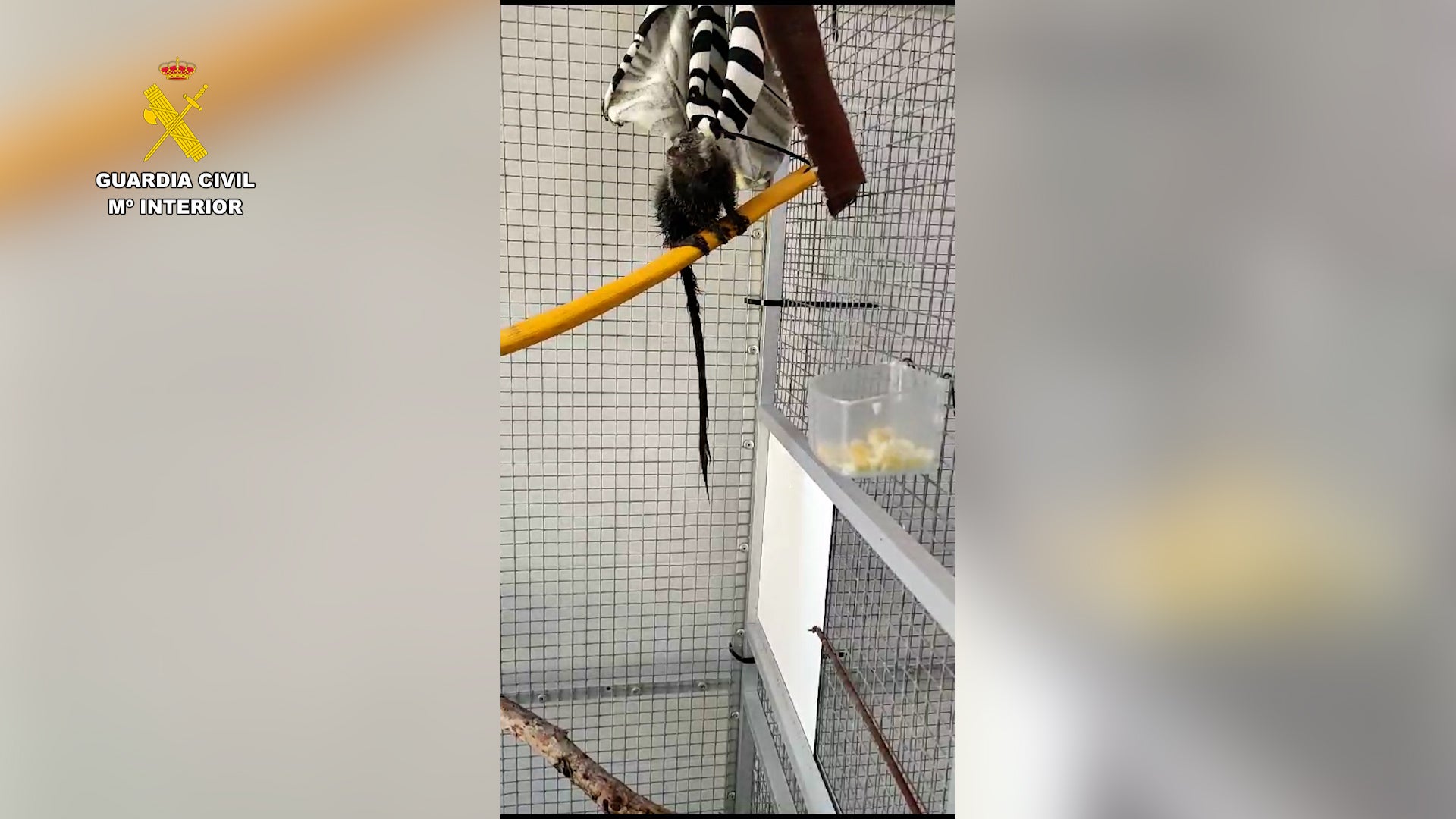 Rescatan a un mono tití abandonado en Onda (Castellón) Rescatan a un mono tití abandonado en Onda (Castellón)