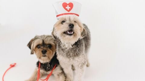 Dos mascotas vestidas de m&eacute;dicos 
