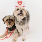 Dos mascotas vestidas de médicos 