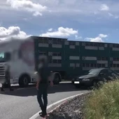 Un camión de transporte de animales vivos Un camión de transporte de animales vivos