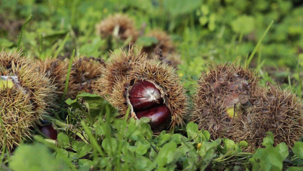 O Psoe requiere axudas directas ao sector da castaña de Ourense