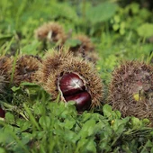 O Psoe requiere axudas directas ao sector da castaña de Ourense O Psoe requiere axudas directas ao sector da castaña de Ourense