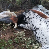 Cadáver de uno de los animales muertos por los disparos Cadáver de uno de los animales muertos por los disparos