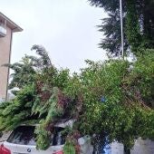 Cae un árbol del antiguo hospital de Galeras encima de un coche