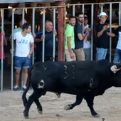 Un correbous a l'Aldea Un correbous a l'Aldea