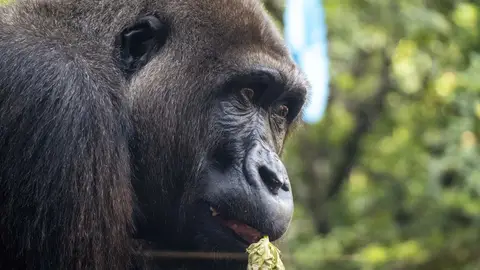 Ebo Cumpleaños del primer gorila valenciano en Bioparc