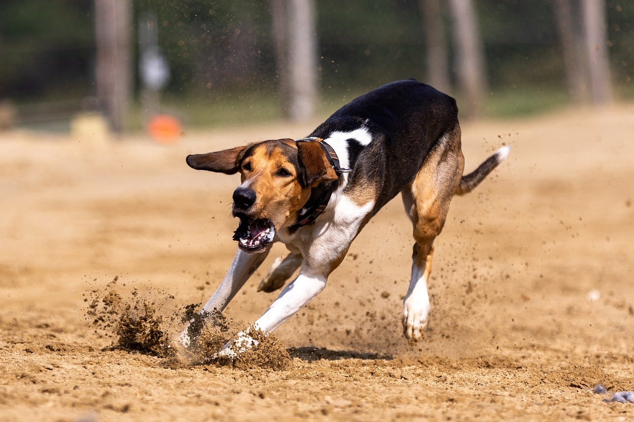 Cómo ayudar a tu perro si se vuelve agresivo Cómo ayudar a tu perro si se vuelve agresivo
