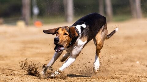 Perro en carrera