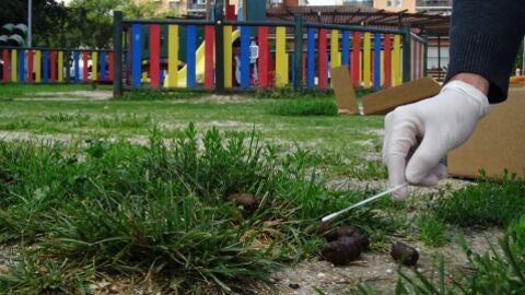 Recogida de muestras de ADN canino junto a un parque infantil de Alcal&aacute; de Henares