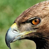 El Plan de Recuperación de Águila Ibérica, a información pública El Plan de Recuperación de Águila Ibérica, a información pública