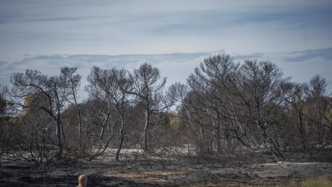 Zona afectada incendio en El Saler