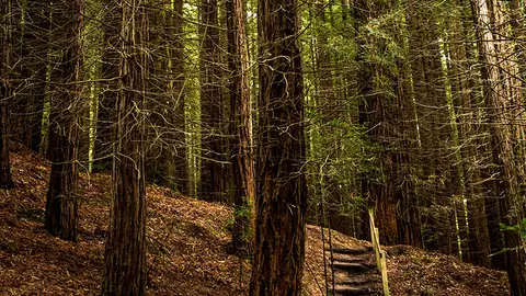 Bosque de Secuoyas de Cabezón de la Sal Bosque de Secuoyas de Cabezón de la Sal
