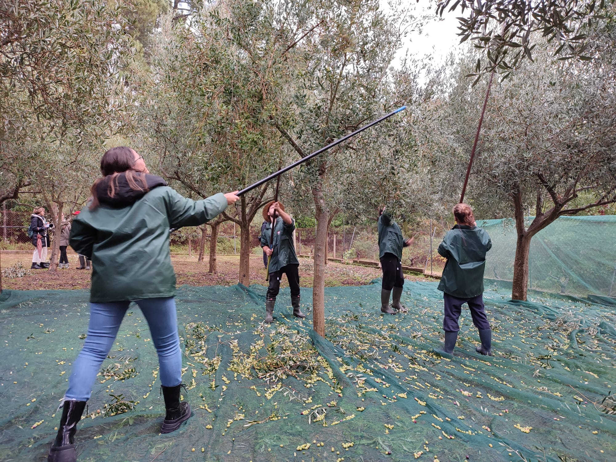 Aceites Abril recogerá unos 35.000 kilogramos de aceitunas e gran calidad para elaborar su aceite 100 % gallego Aceites Abril recogerá unos 35.000 kilogramos de aceitunas e gran calidad para elaborar su aceite 100 % gallego