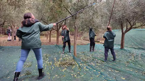 Aceites Abril recogerá unos 35.000 kilogramos de aceitunas e gran calidad para elaborar su aceite 100 % gallego Aceites Abril recogerá unos 35.000 kilogramos de aceitunas e gran calidad para elaborar su aceite 100 % gallego