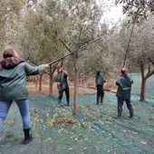 Aceites Abril recogerá unos 35.000 kilogramos de aceitunas e gran calidad para elaborar su aceite 100 % gallego Aceites Abril recogerá unos 35.000 kilogramos de aceitunas e gran calidad para elaborar su aceite 100 % gallego