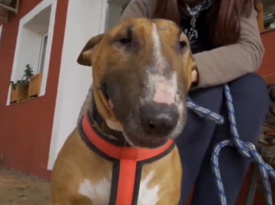 Adopta en JELO: Dua Lipa, una bull terrier rescatada Adopta en JELO: Dua Lipa, una bull terrier rescatada