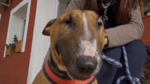 La bull terrier Dua Lipa 