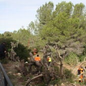 Labores limpieza perímetro Cortichelles