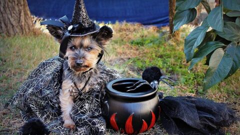 Perrito en Halloween