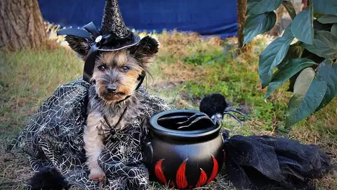 Perrito en Halloween Perrito en Halloween