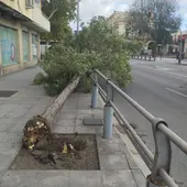 Un árbol caído en la ronda de Ciudad Real Un árbol caído en la ronda de Ciudad Real