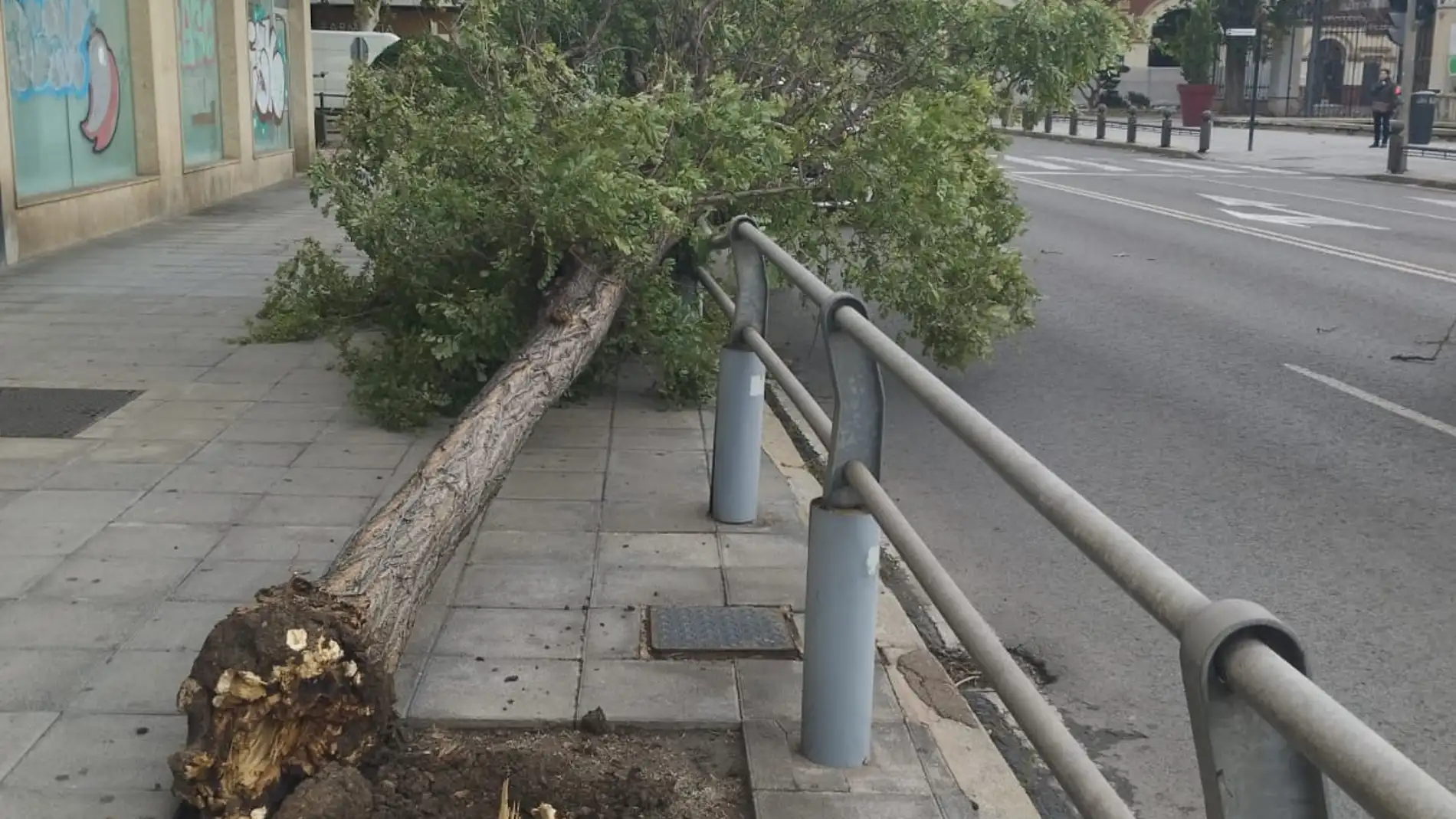 Un árbol caído en la ronda de Ciudad Real