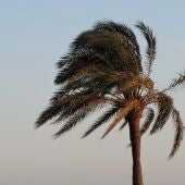 Una palmera, movida por la fuerza del viento.